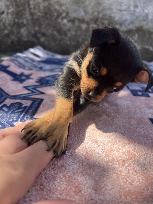 Pinscher miniatura - fêmea