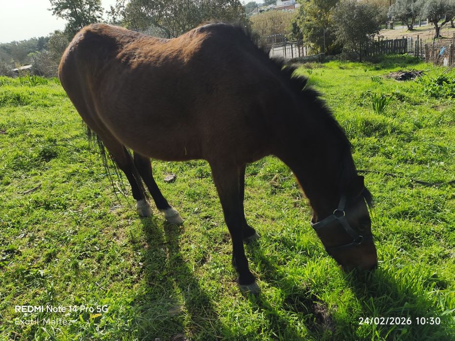 Égua montada e engatada cheia