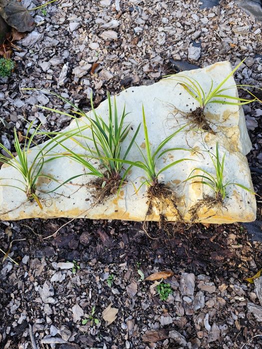 Trawa ozdobna Małe sadzonki