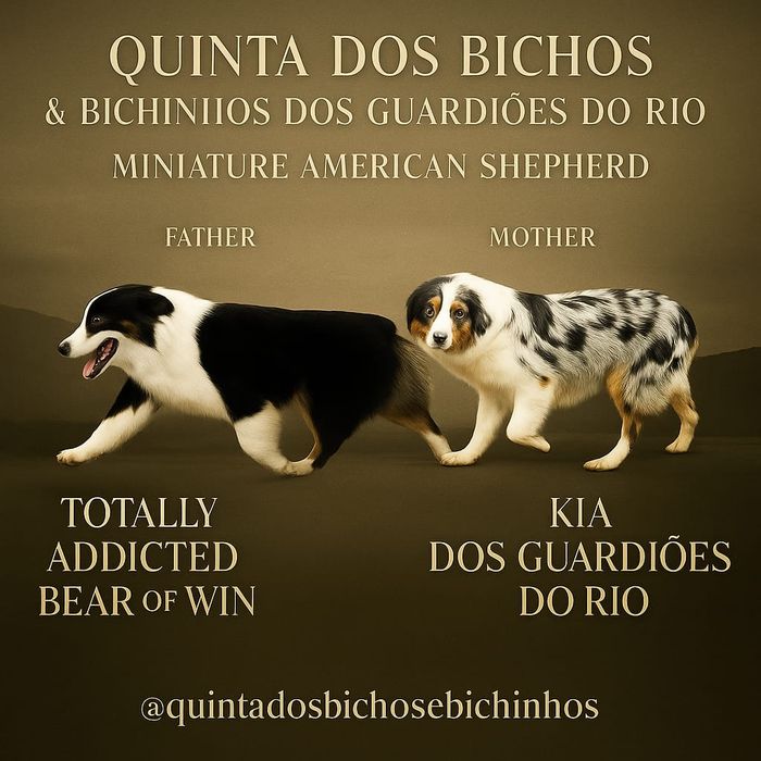 Fantástico Pastor Americano.