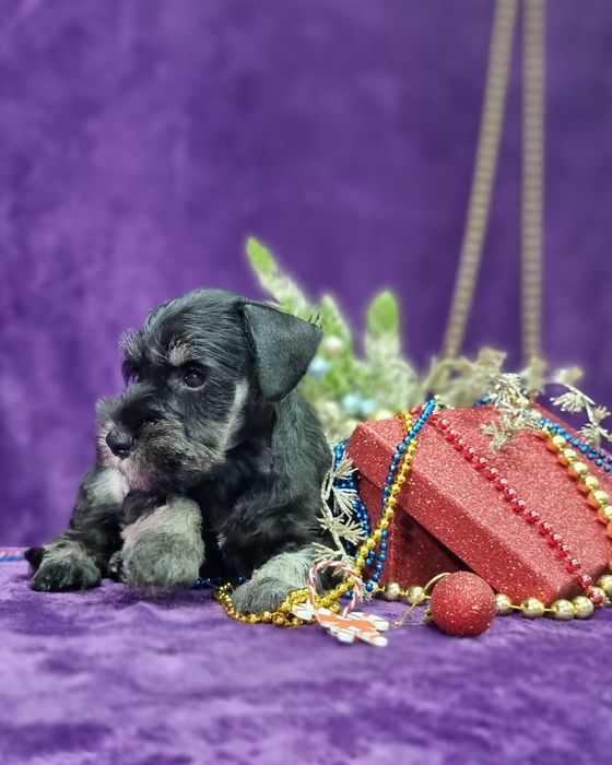 Цуценята цвергшнауцера