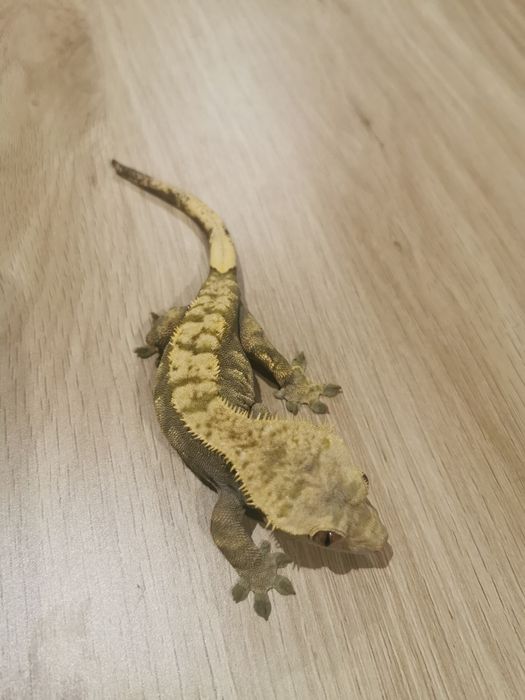 Gekon orzesiony samica