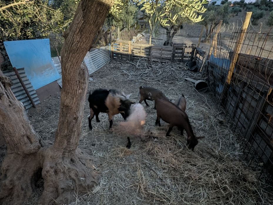Cabras anas várias idades