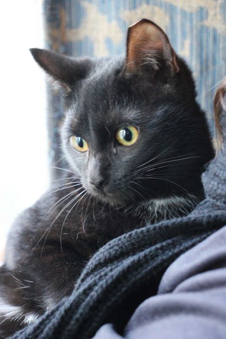 CASTRADO | Gato juvenil disponível para adoção responsável