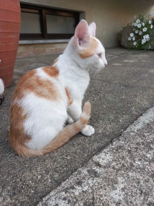 Gatinhos para Adoção Responsável