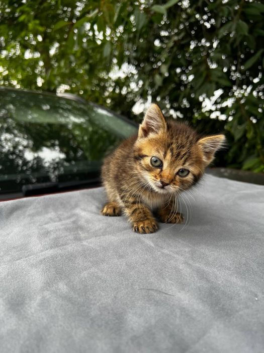Кошеня дівчинка шукає дім
