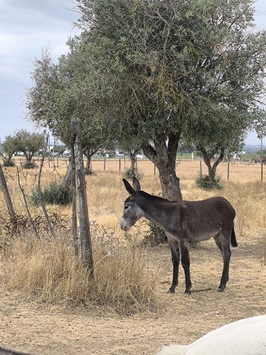 Burrinha preta mansa