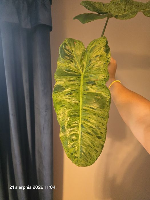 Ogromny szczyt philodendron paraiso verde  variegata