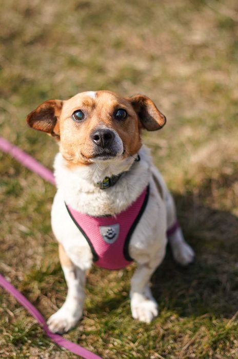 Uroczy Precelek w typie jack russell terriera szuka domu!