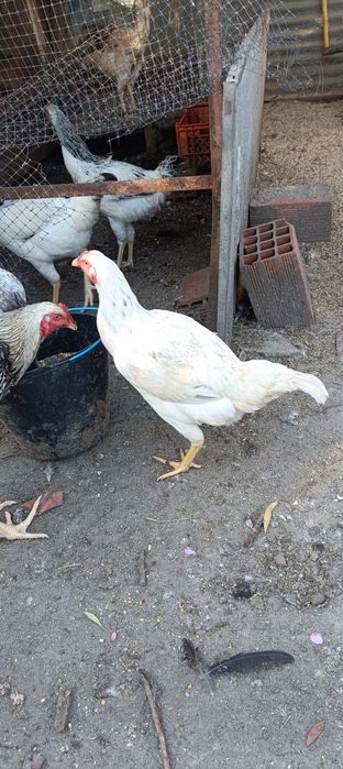 Índio Gigante Galos e Galinhas