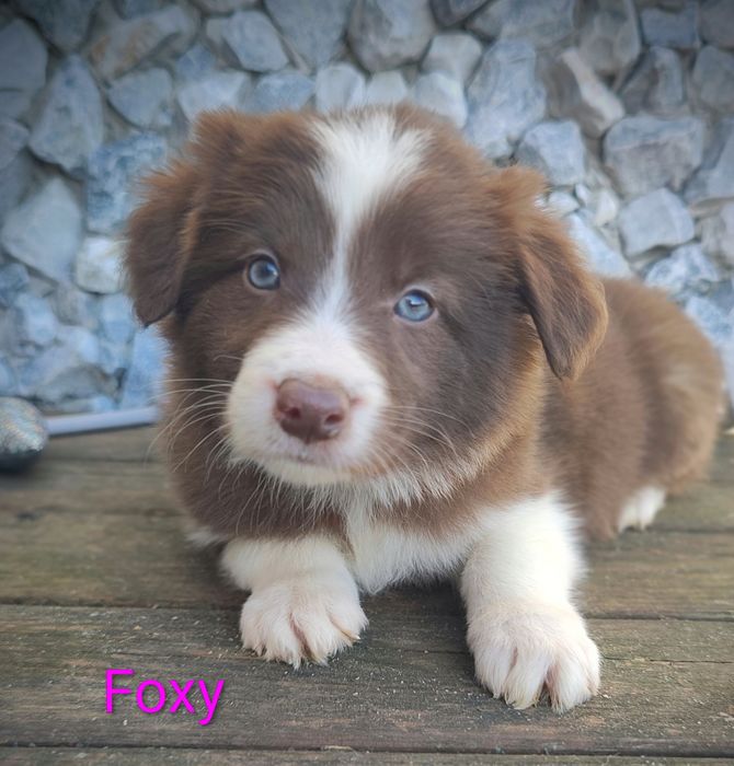 Border collie suczka czekoladowo biała przebadani rodzice