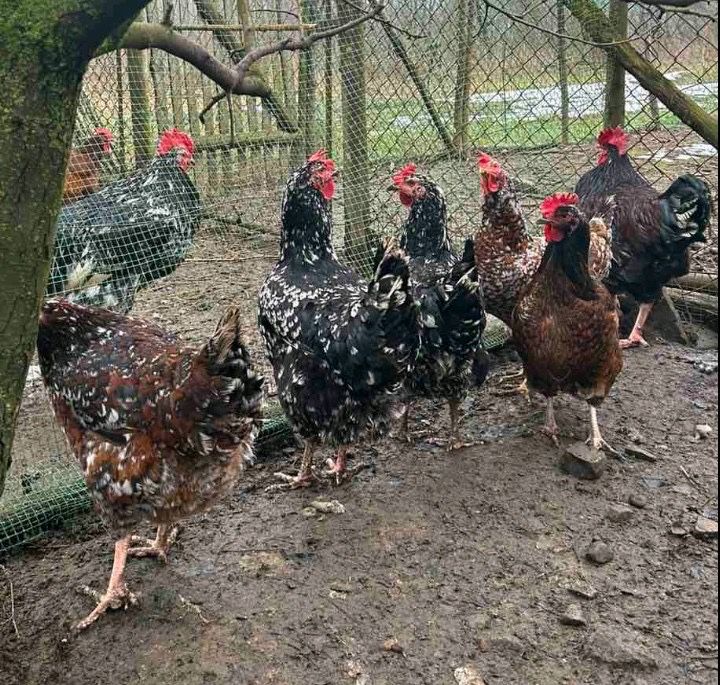 Продам ікубаційне яйце Лівенська ситцева
