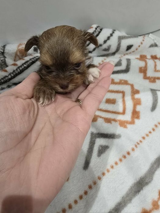 York CZEKOLADOWY rodowód 5 pokoleniowy samiec ostatni wolny