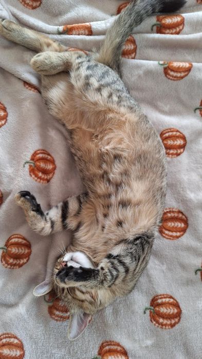 Biszkopt prosi o dom