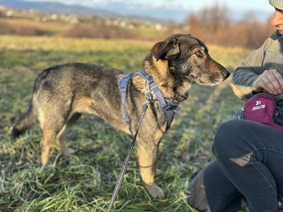 Lupa - 1 rok, roczna suczka ze schroniska