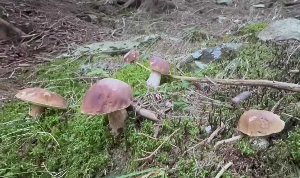 Grzyby, podgrzybki, prawdziwki Najlepszy przewodnik w opolskim