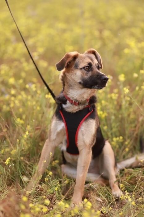 Średniej wielkości, towarzyska i lojalna suczka szuka domu