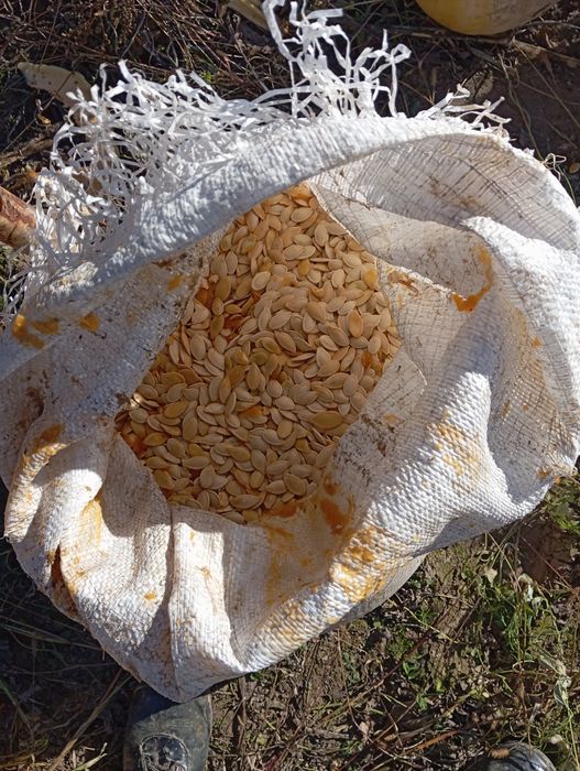 Гарбузовий комбайн (міні)