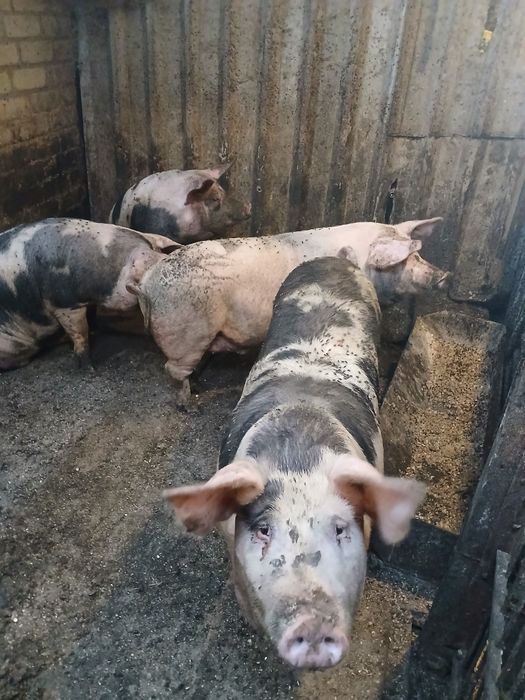 продам подрощених