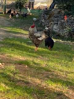 Ovos Galinha galados