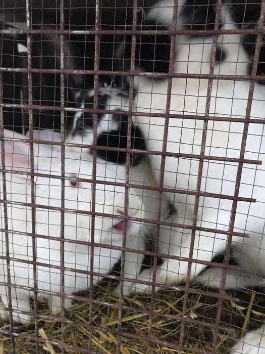 кролики домашні .