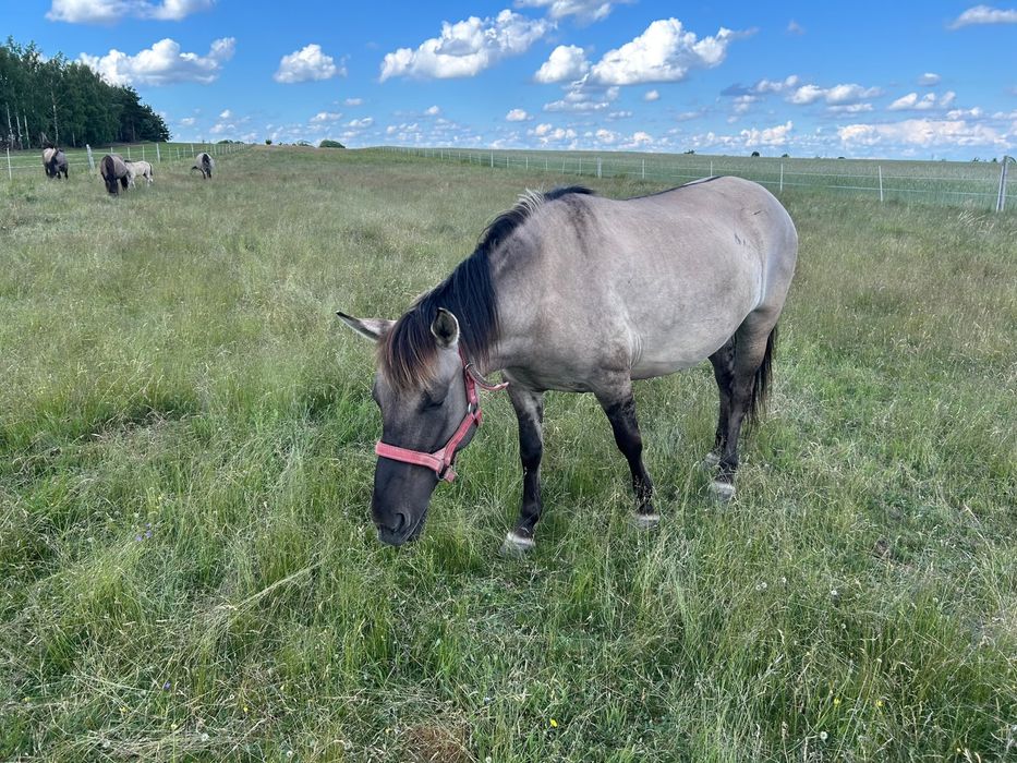 Konik polski klacz