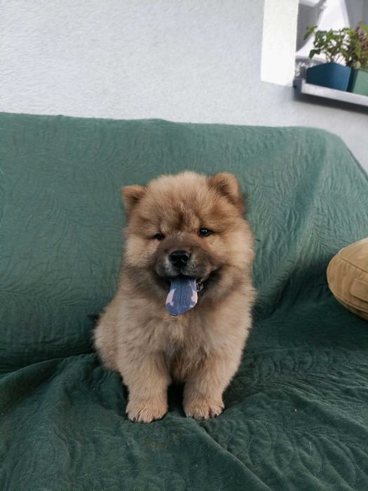 Wzorcowy Chow Chow piękny exterrier psy rodzice FCI