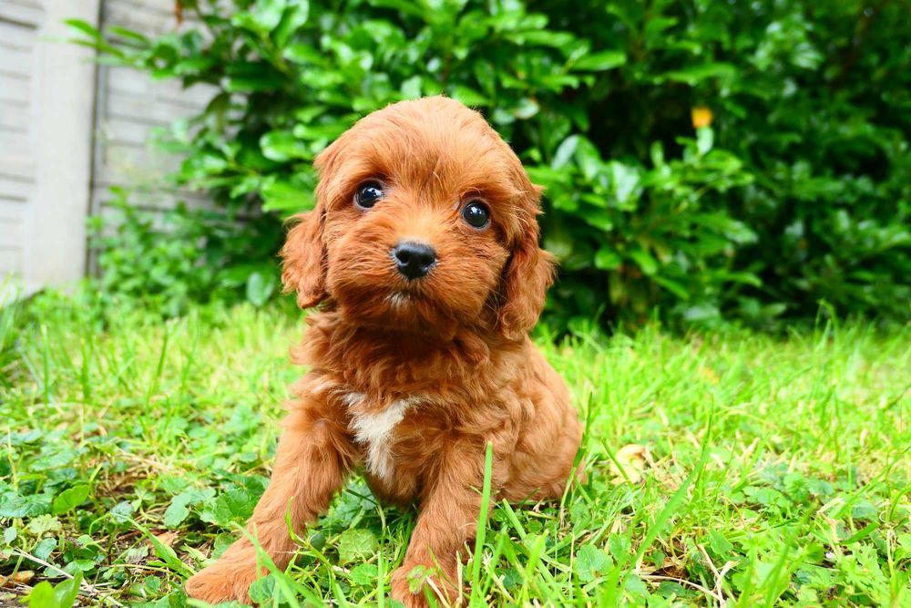 Cavapoo- Piękna zdrowa suczka- Badania genetyczne!