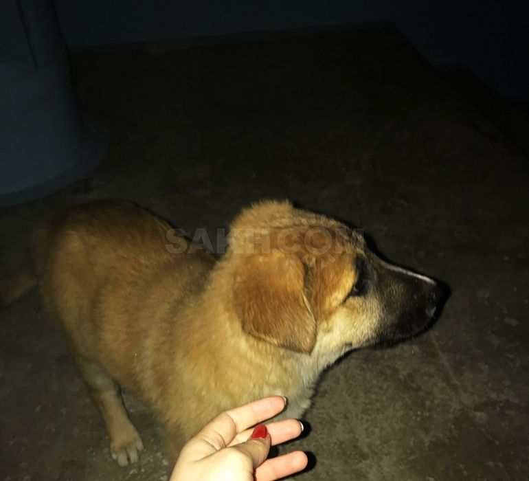 Подарую гарних цуценят