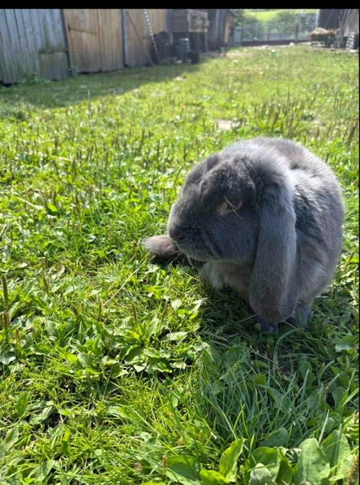 Продаю кролика породи " Французький баран".
Вік :10 місяців.
(молодий