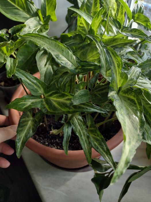 Комнатные  цветы