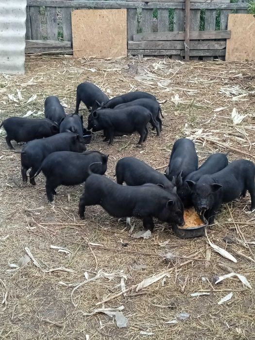 Продам вьетнамських поросят