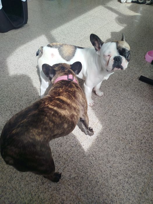 Bulldog francês menino