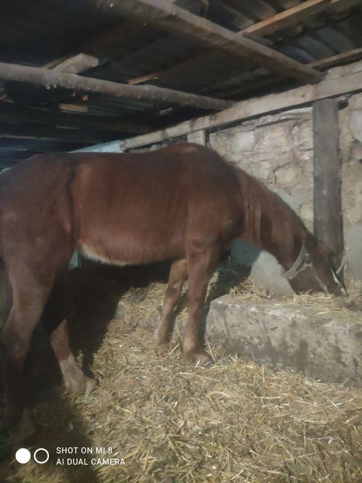 Продам кобилу на хозяйство.