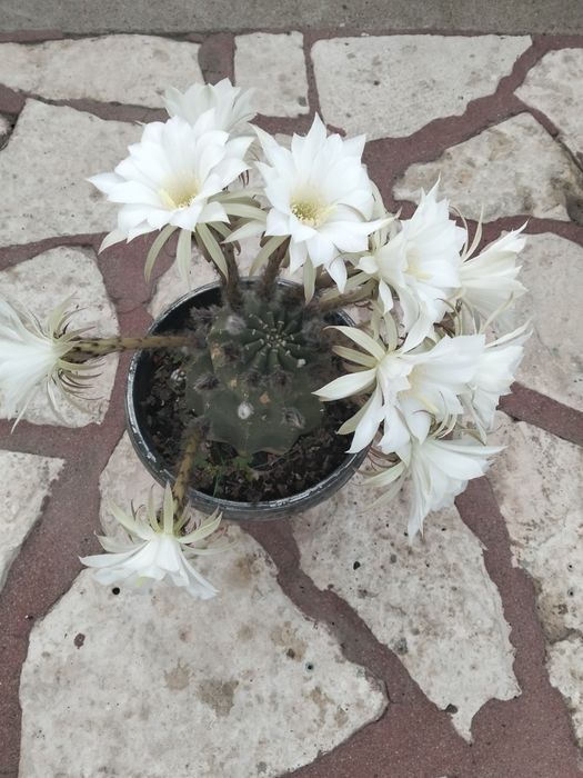 Cactus really natural