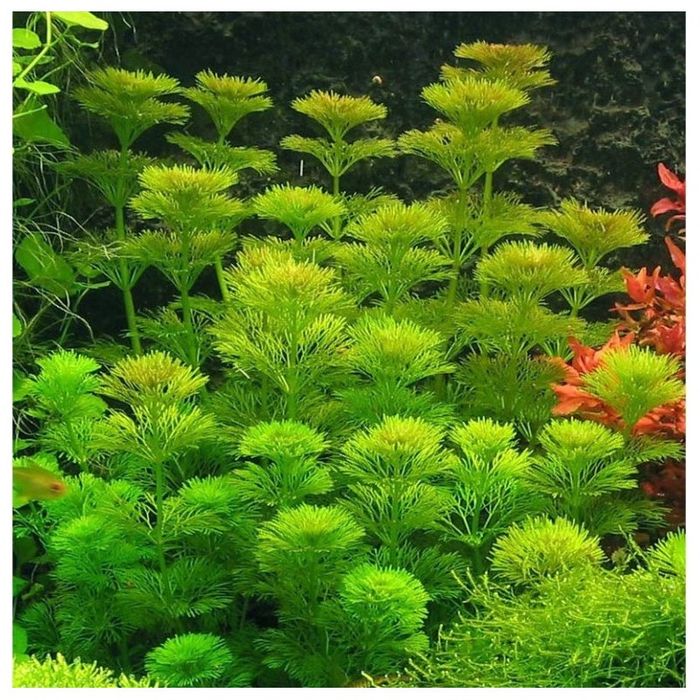 MEGA PROMOÇÃO limnopholia sessiflora