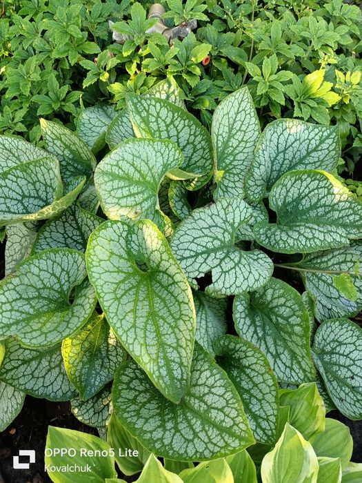 Продам хости і рослини для тіні