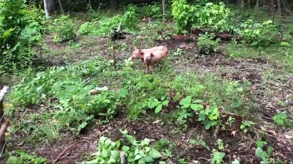 Leitões/Porcos/Porcas