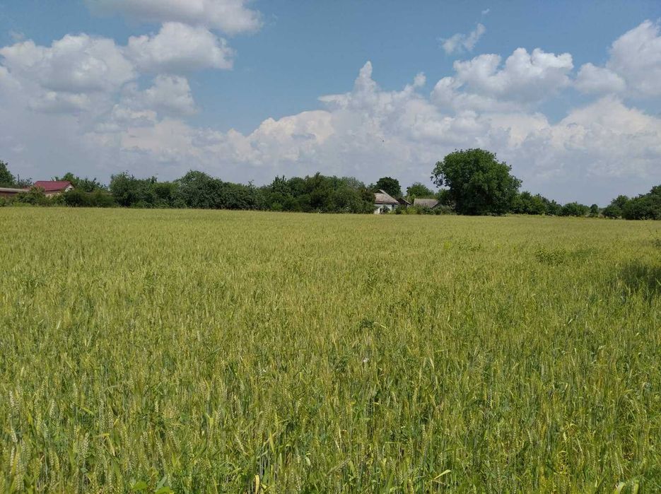 Продаю будинок з ділянкою 40 сот село Шрамки Полтавська область