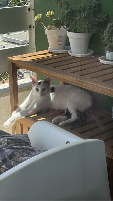 Gato esterilizado com chip e vacinas - macho