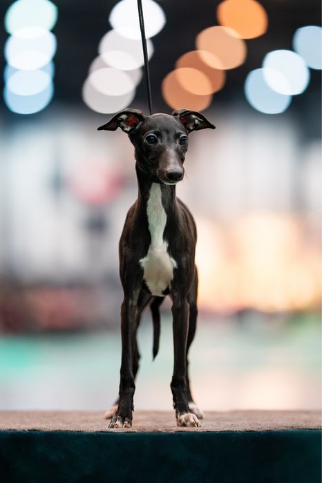 Charcik włoski, piesek, rodowód FCI, warunek hodowlany