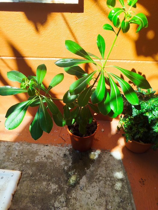 Planta natural robusta