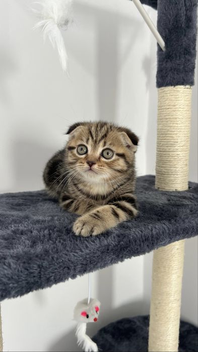 Шотландський котик, котинята, кошенята
