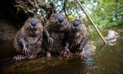 Свічки, супозиторії, свечи з Бобровою струєю,мускусом