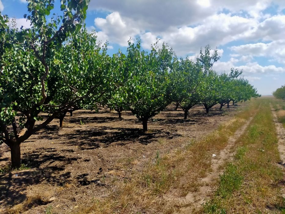 Продам сад с. Троицкое Беляевского р-на,Одесской обл.