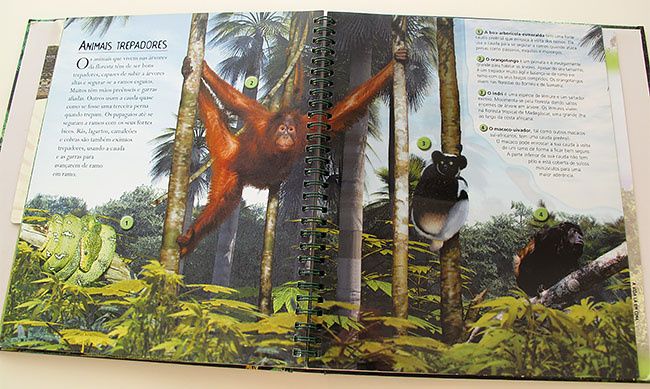Viagens - Floresta Tropical