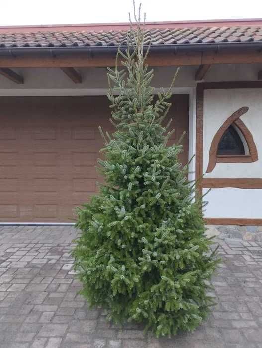 Choinki w doniczkach  produkcja własna Szkółka Roślin-Zalasewo