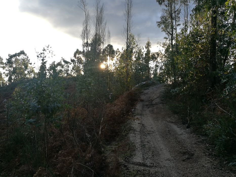 Terreno florestal