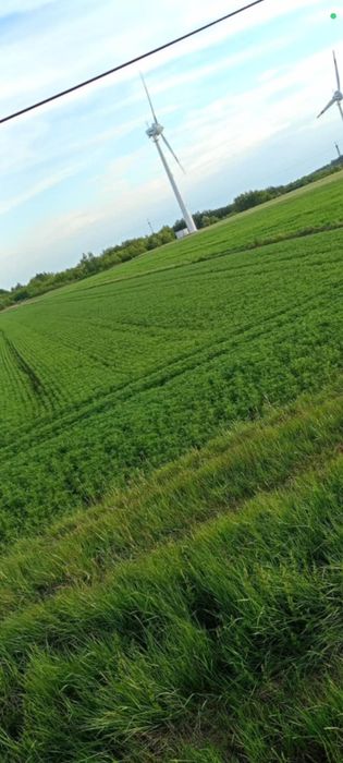 Łubin gorzki biały