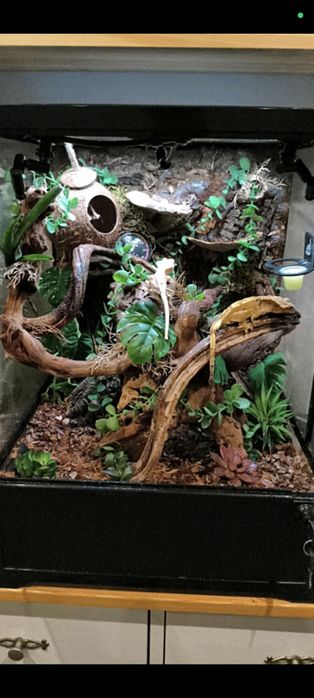 Terrarium + 2 gekony orzęsione
